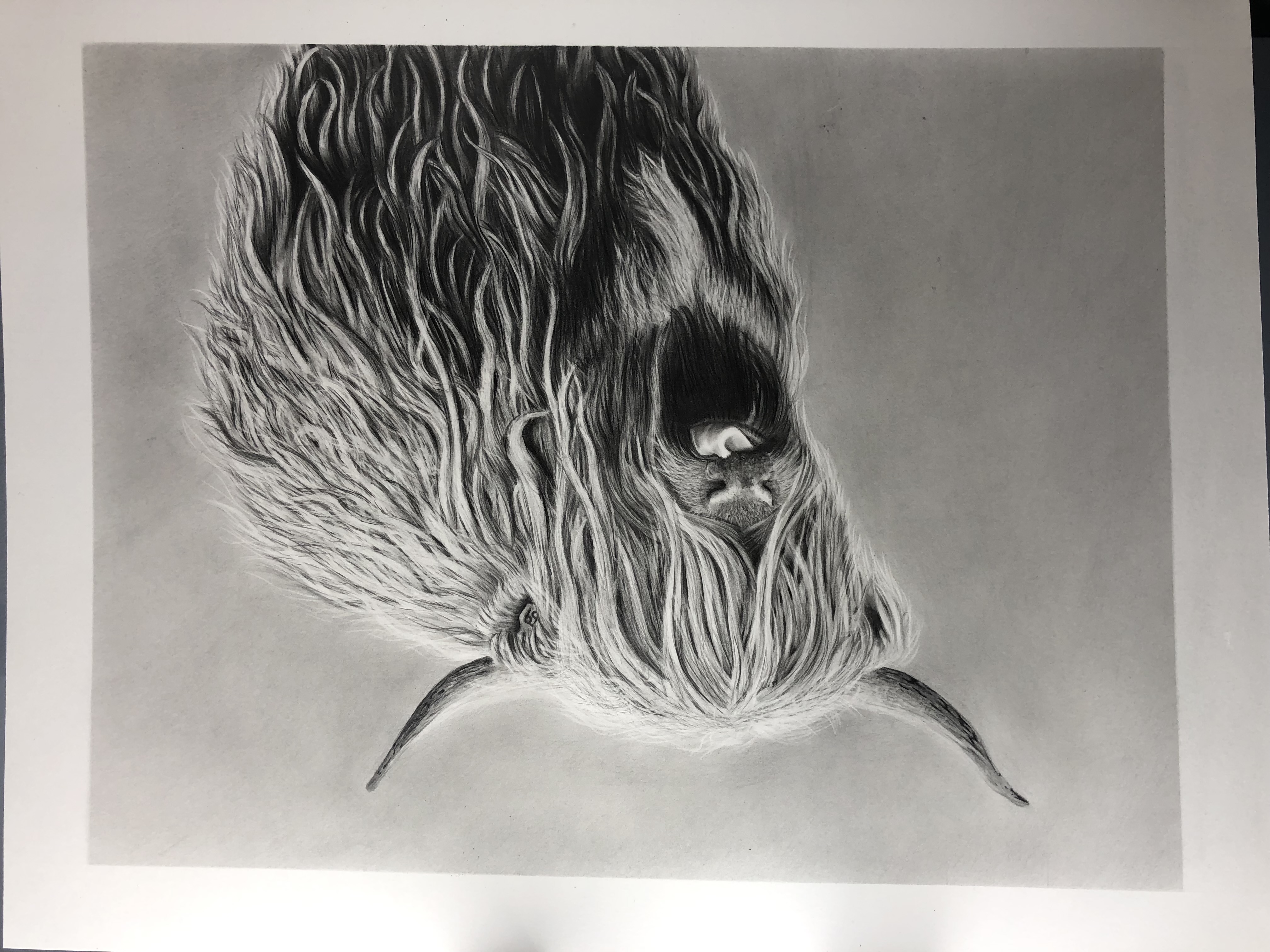 Highland cow graphite drawing